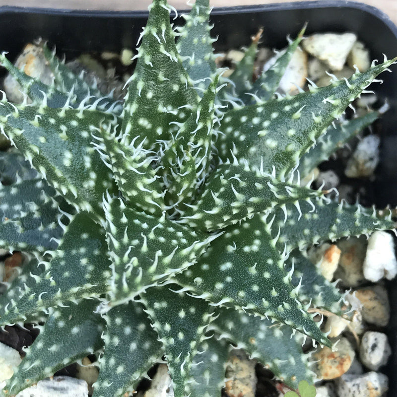 Zensability Plants, Succulents and Hoyas, Aloe Descoingsii x Aloe Haworthioides Live Small Succulent Plant, 2.5 INCH, growing in 2 inch pot, pot not included, loose rosette of green triangular leaves, leaves have spots and soft white teeth along the margins and inside center lines