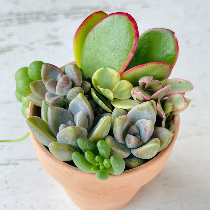 Colorful Mini-Succulent Arrangement - 2.5” - Zensability