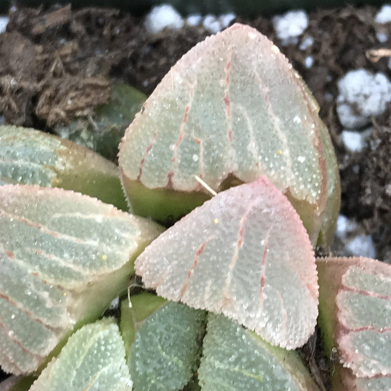 Haworthia pygmaea -rare- 2” live succulent plant - Zensability