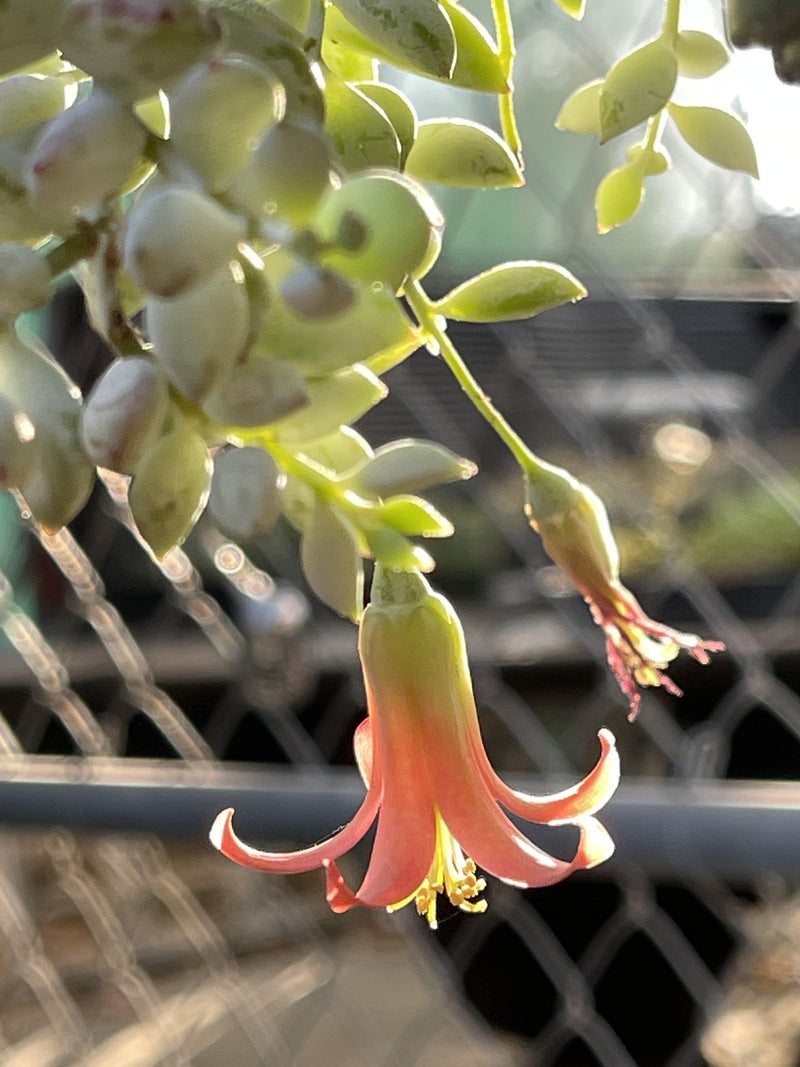 Cuttings - Cotyledon pendens (2-3”) - Zensability