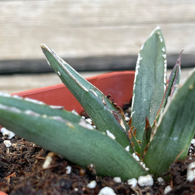 Agave victoriae-reginae compact form - 2.5” - Zensability