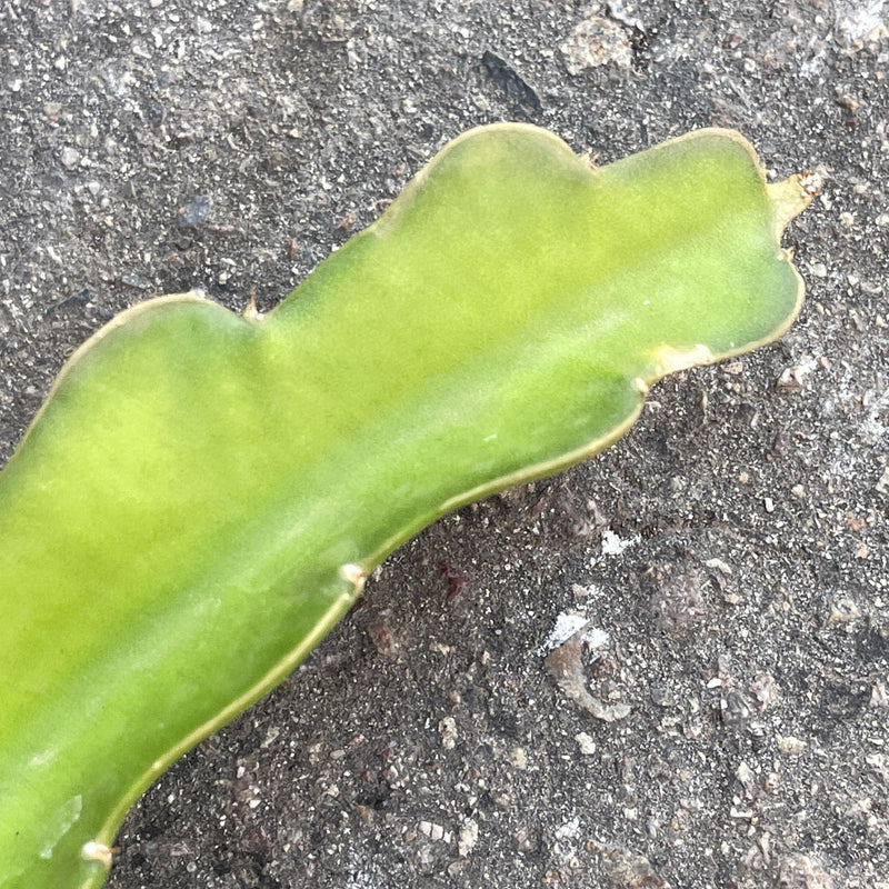 Cutting - Hylocereus undatus &