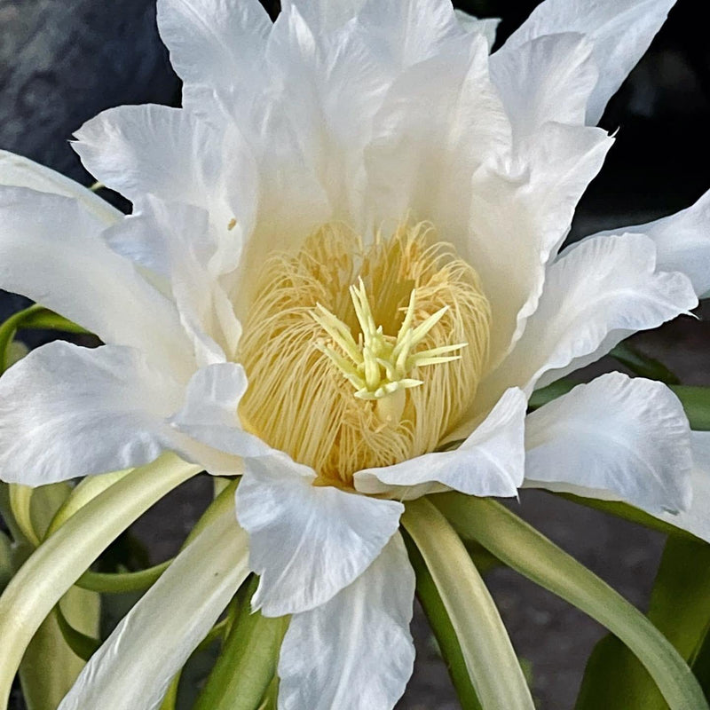 Cutting - Hylocereus undatus &
