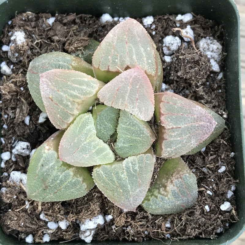 Haworthia pygmaea -rare- 2” live succulent plant - Zensability