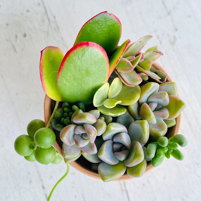 Colorful Mini-Succulent Arrangement - 2.5” - Zensability