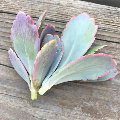 Cuttings - Kalanchoe fedtschenkoi - unrooted - Zensability