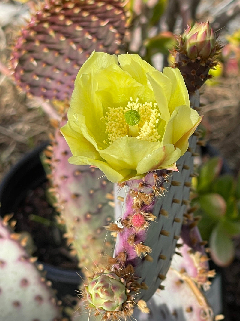 Opuntia &