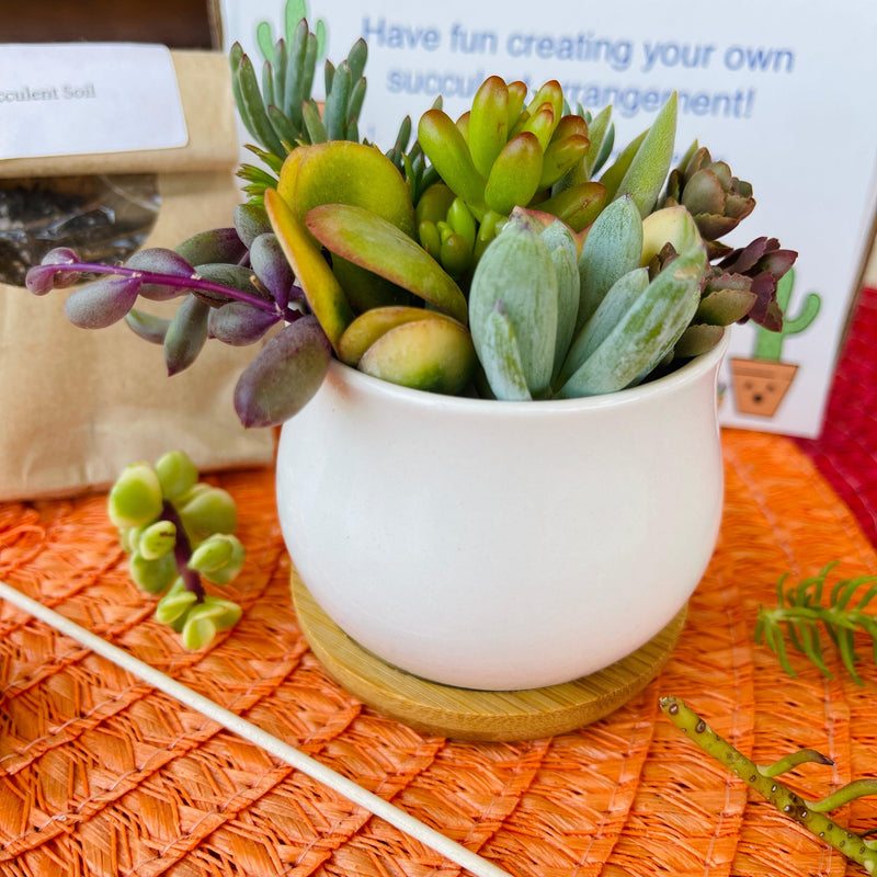 Succulent DIY Kit - 2.5” White Pot & Tray - Zensability
