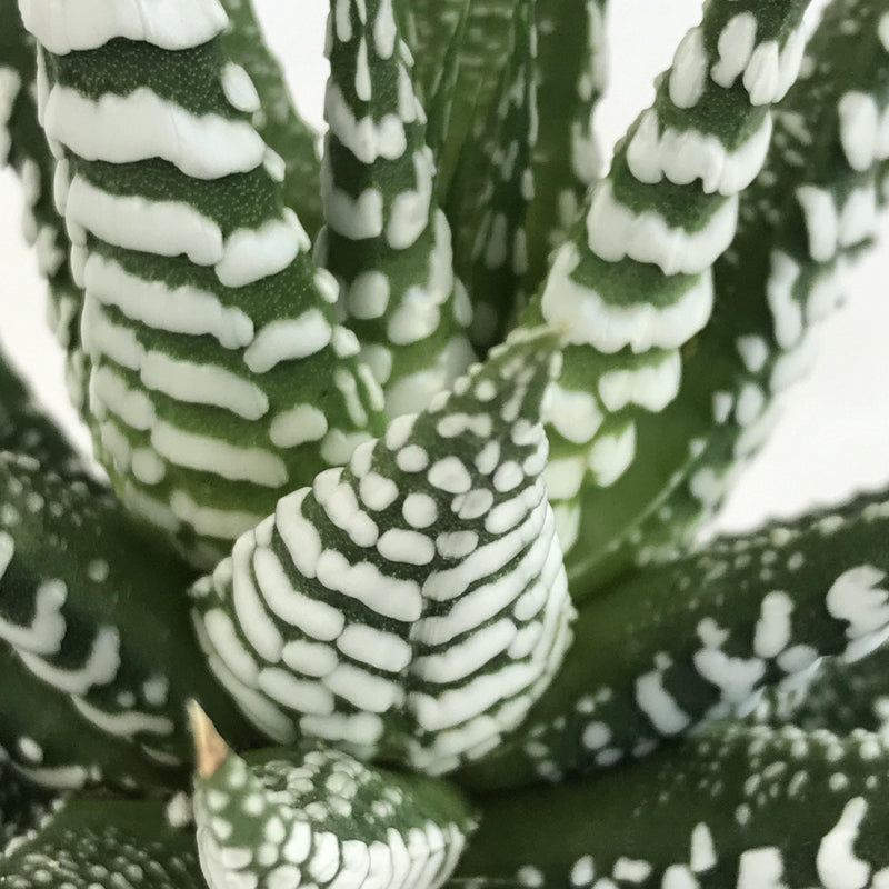 Zensability Online Plant Nursery, Large Haworthia attenuata &