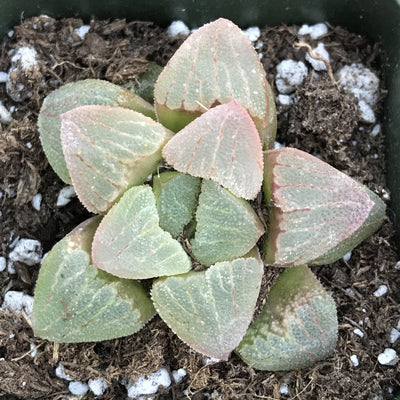 Haworthia pygmaea -rare- 2” live succulent plant - Zensability