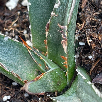 Agave victoriae-reginae compact form - 2.5” - Zensability
