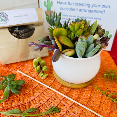 Succulent DIY Kits & Bulk Variety Sets
