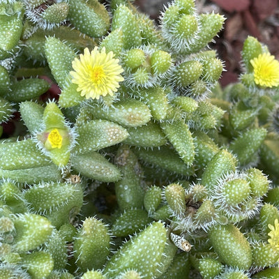 Cuttings - Delosperma echinatum ‘Pickle Plant’ - Unrooted Green Succulent Plant - Zensability