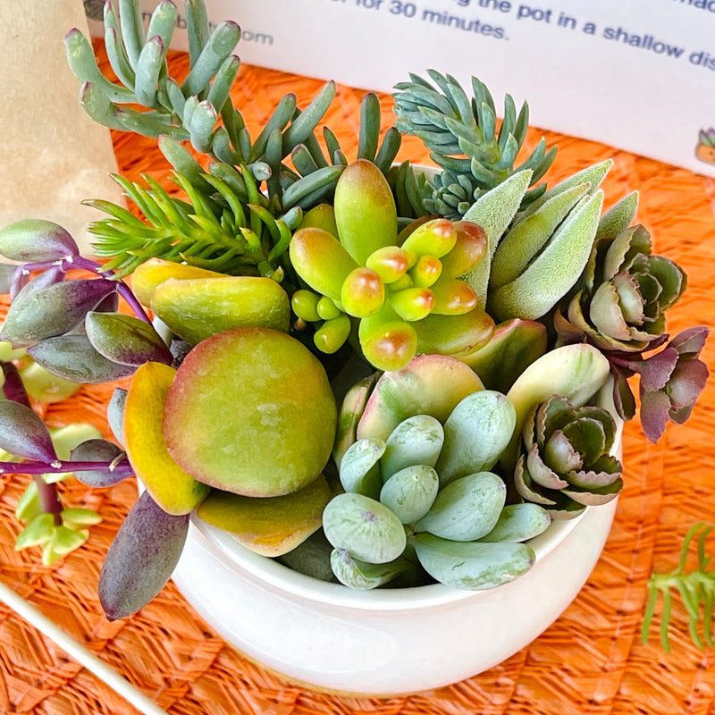 Succulent DIY Kit - 2.5” White Pot & Tray - Zensability