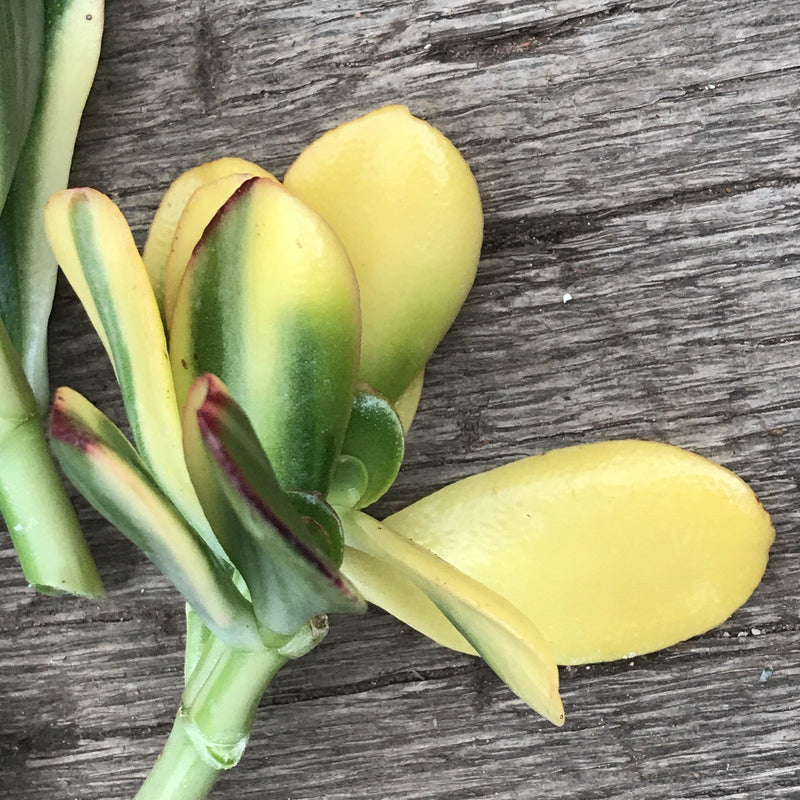 Live Succulent Cuttings - Crassula ovata &