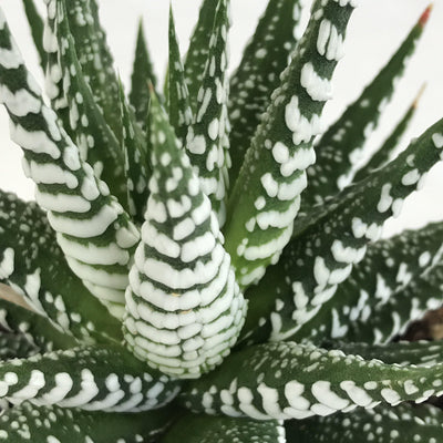 Zensability Online Plant Nursery, Large Haworthia attenuata 'Zebra Plant' Live Succulent Plant, 4 INCH, several long green pointy leaves, each with horizontal white stripes covering the backs, formed in a tight rosette