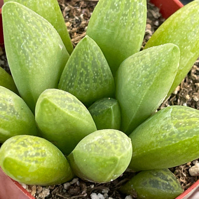 Haworthia turgida - 2” - Zensability