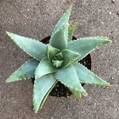 Blue green Aloe brevifolia product for sale at zensability.com