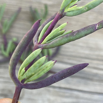 Cuttings - Purple Ice Plant - Lampranthus Productus Succulents - Zensability