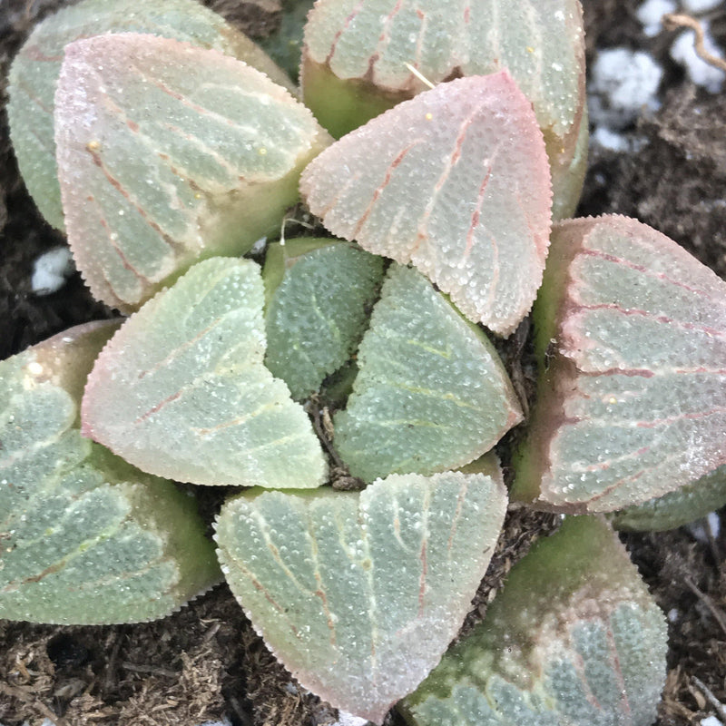 Haworthia pygmaea -rare- 2” live succulent plant - Zensability