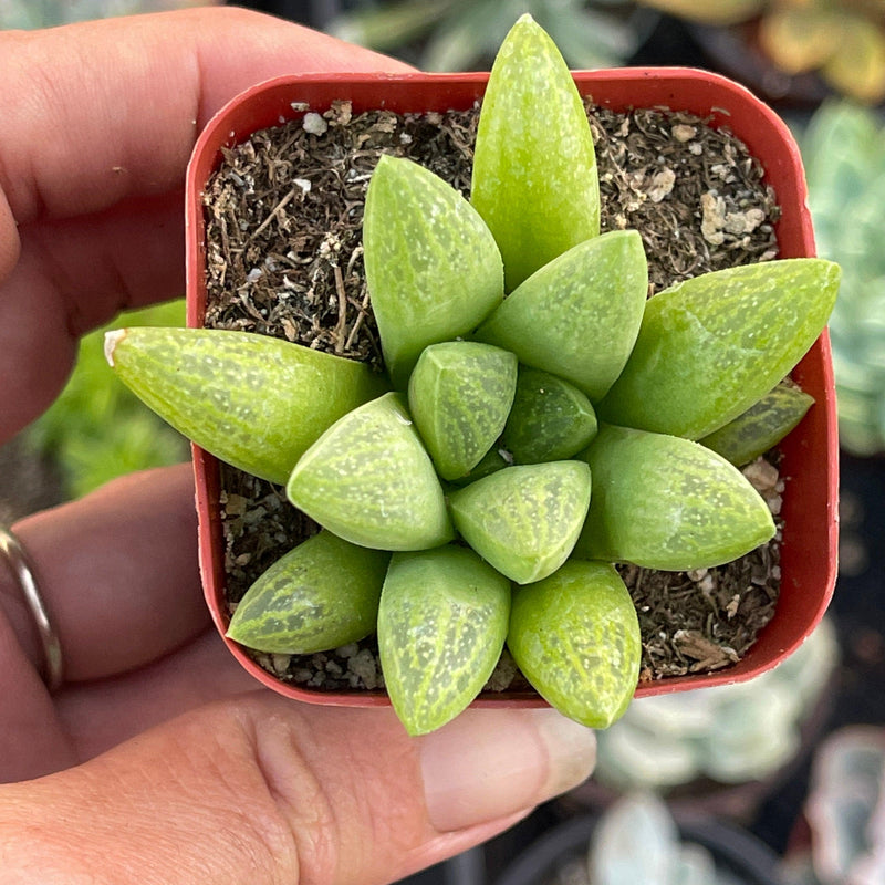 Haworthia turgida - 2” - Zensability
