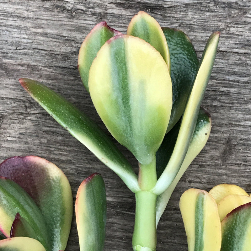 Live Succulent Cuttings - Crassula ovata &