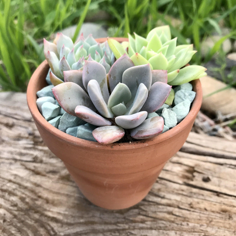 3 colorful rosette succulent plants growing in a 3-inch terracotta pot, from Zensability Plants.
