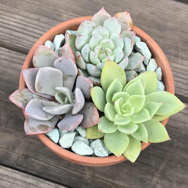 Top view of 3 colorful rosette succulent plants growing in a 3-inch terracotta pot from Zensability nursery.
