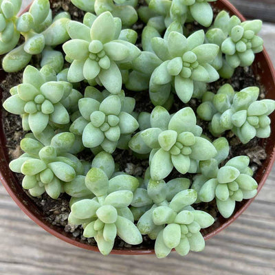 Sedum morganium 'Burro's Tail' - 2” and 4” - Zensability