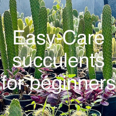 Are succulent plants good for beginners?