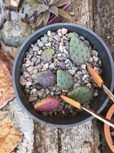 Open up a pad of worms - identifying and dealing with cactus borrers