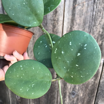 How do you care for a Hoya obovata plant?