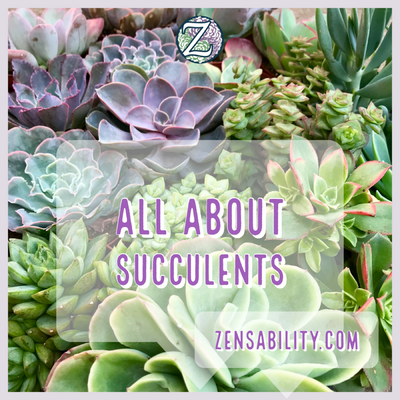 The Most Important Succulent Care Tips