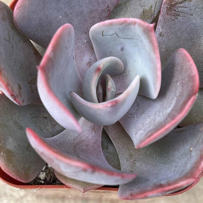 How to care for Echeveria succulents