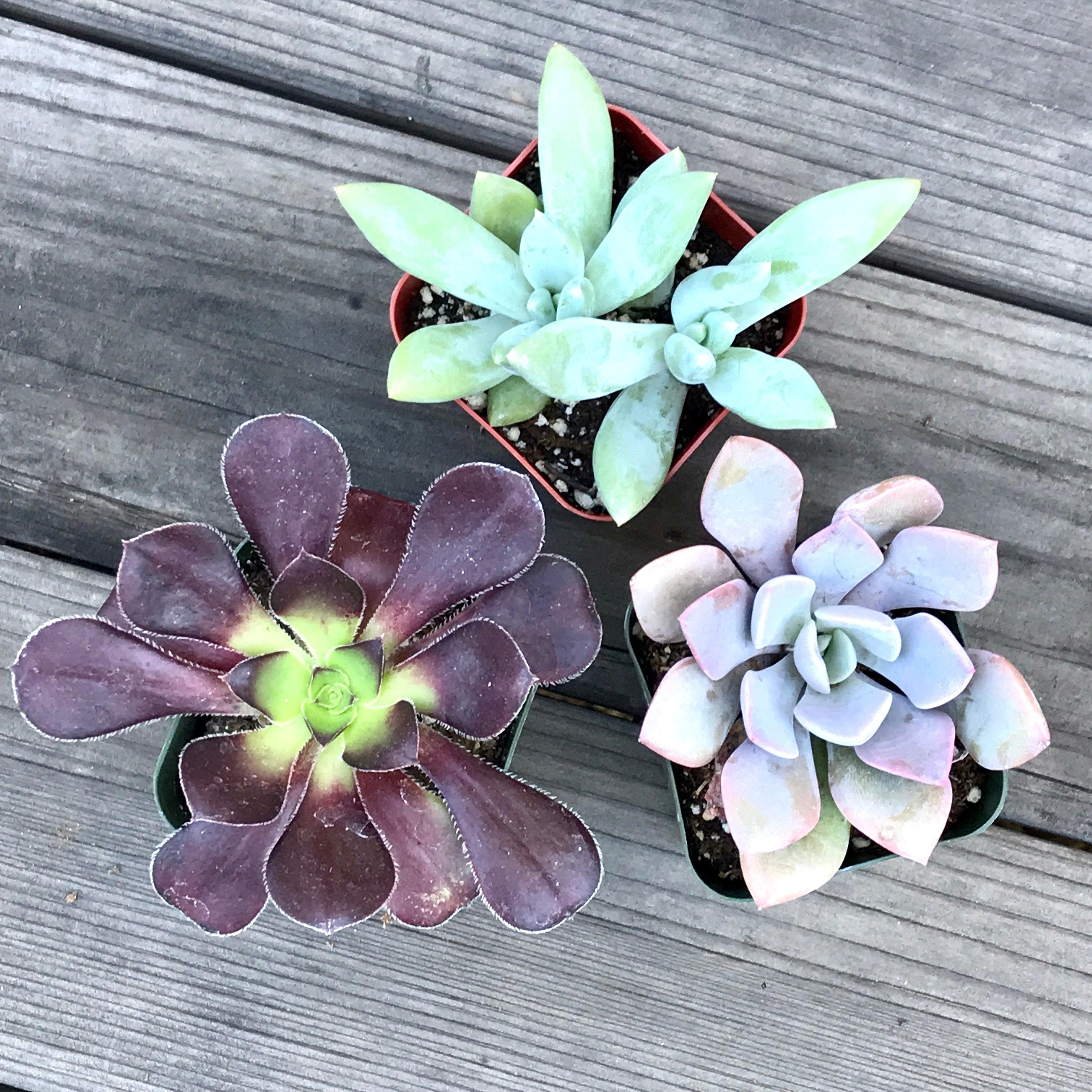 All the best reasons to gift a succulent plant - Live Gifts | Zensability
