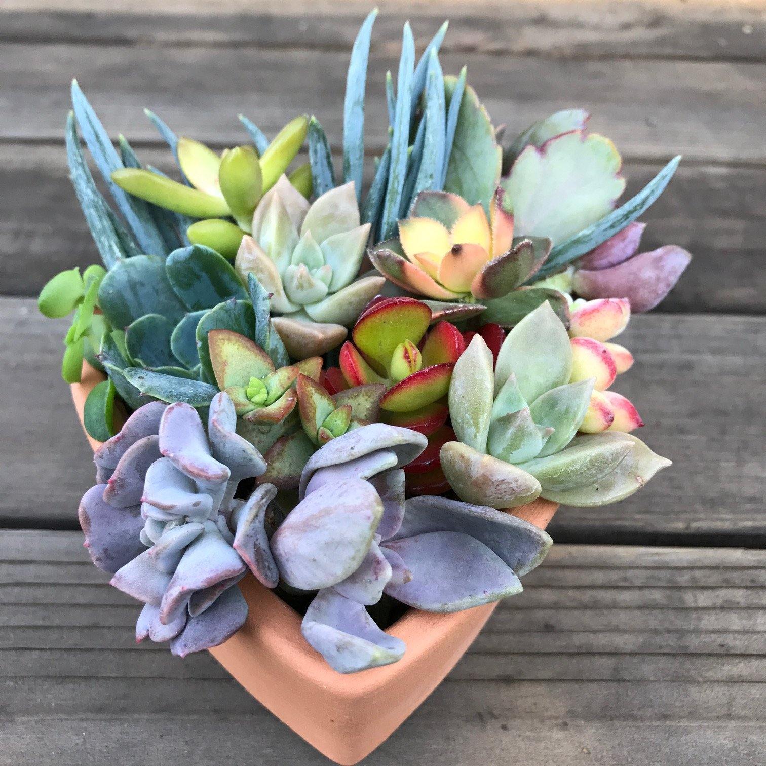 Succulent DIY Kits - Team Building Event - Birthday Gifts | Zensability