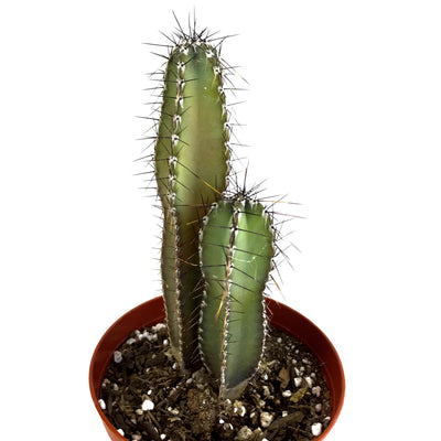 Cactus & Pads - Zensability