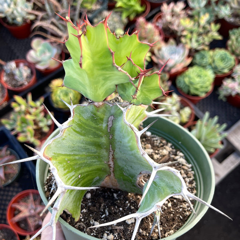 Euphorbia grandialata ‘Dragon Fishbone Cactus’ - 6” - Zensability
