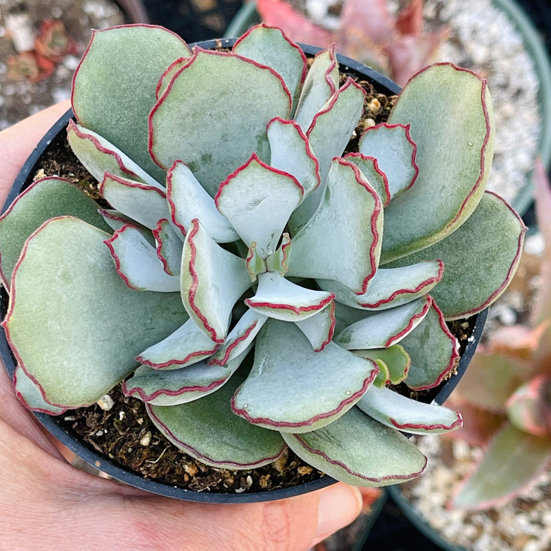 Cotyledon ‘Choco Line’ - 4”