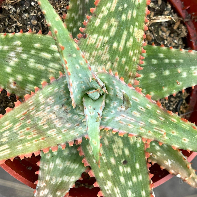 Aloe hybrid (Orange Teeth) - 4” - Zensability
