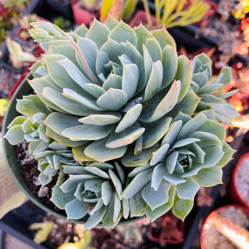 Echeveria peacockii - cluster - 6 INCH