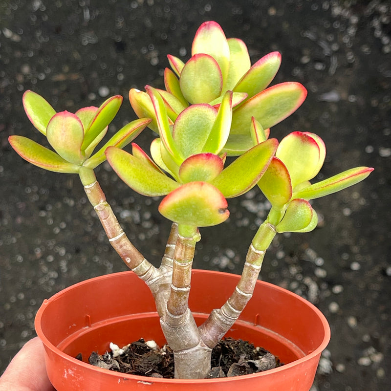 Crassula ovata &