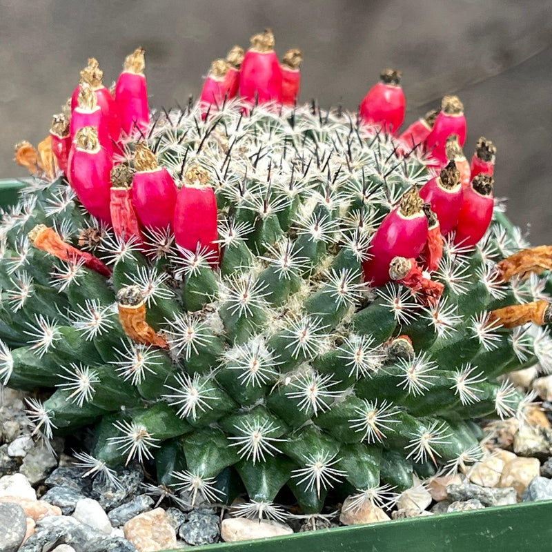 Mammillaria species with white spines - 4” - Zensability