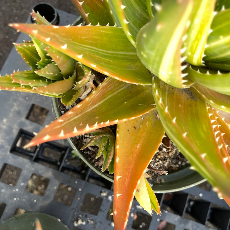 Variegated Aloe nobilis - rare - 8”