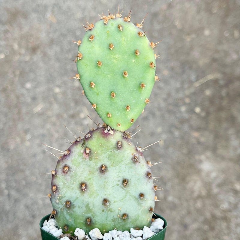 Opuntia Santa Rita &