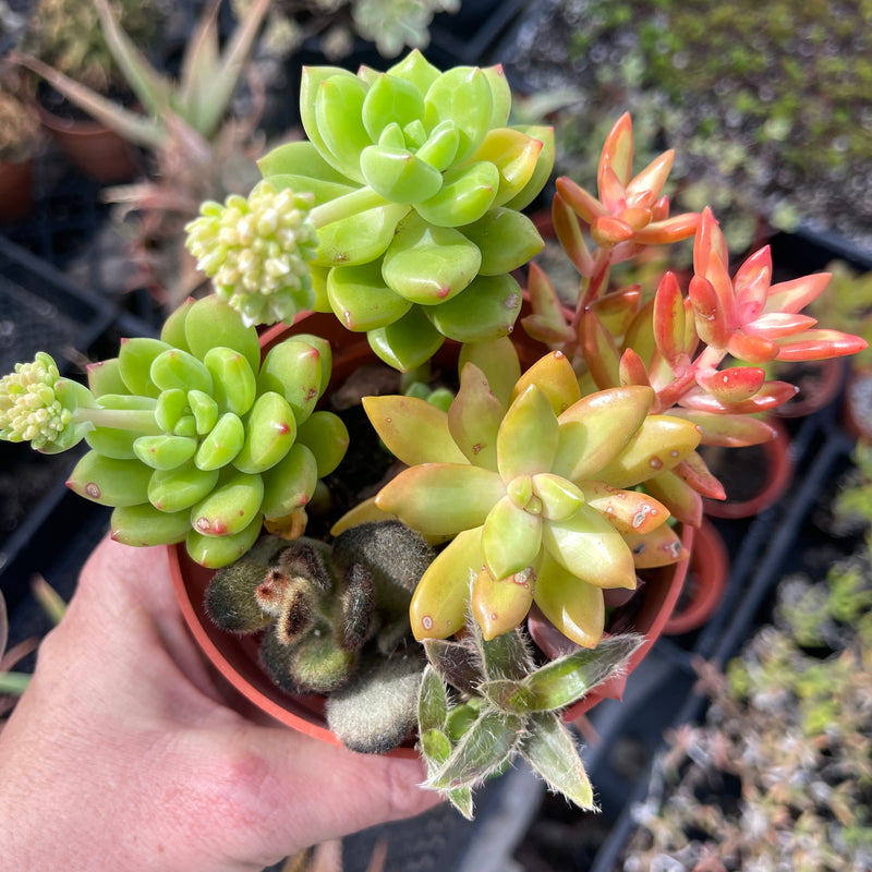 Mixed Succulent Pot A - 4”