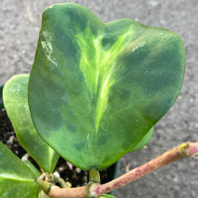 Reverse Variegated Hoya kerrii &