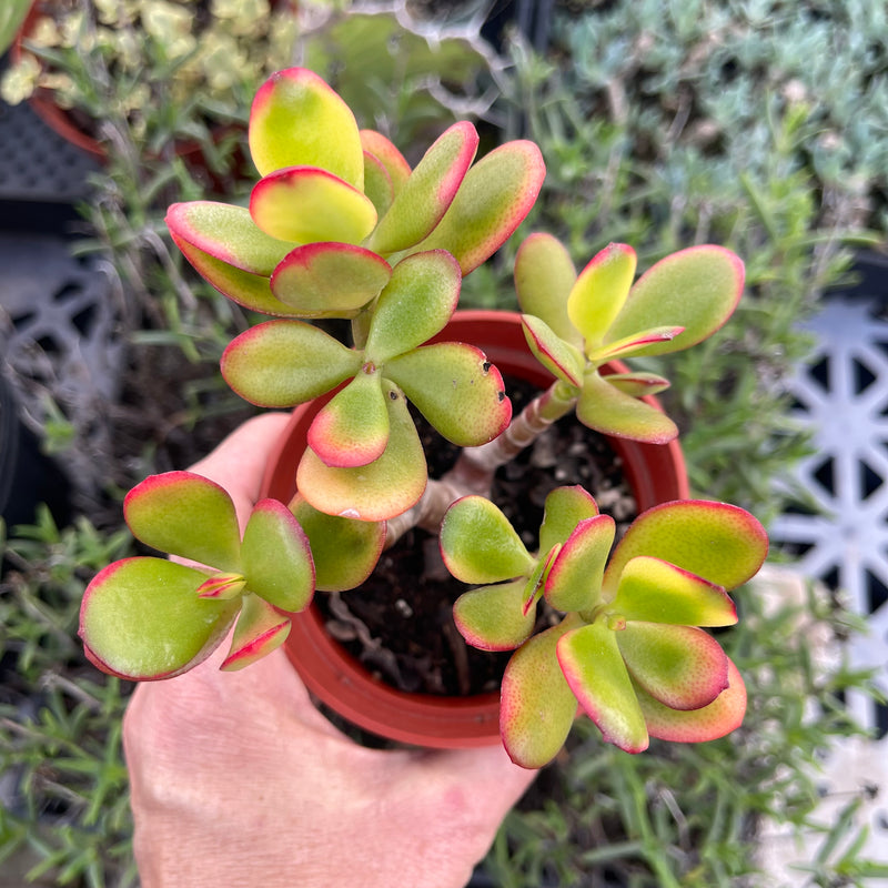 Crassula ovata &