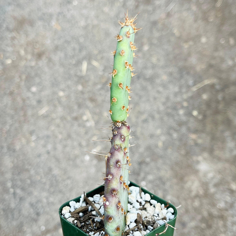Opuntia Santa Rita &
