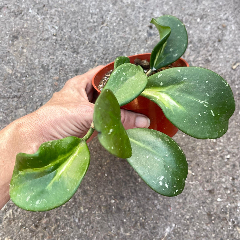 Variegated Hoya obovata w/ splash - 4" (plant pictured) - Zensability